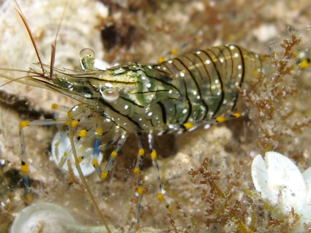 Differenze tra Palaemon serratus e Palaemon elegans